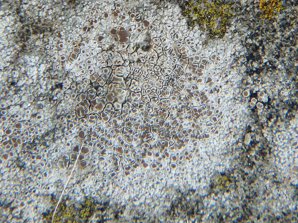 Lecanora sp. da identificare